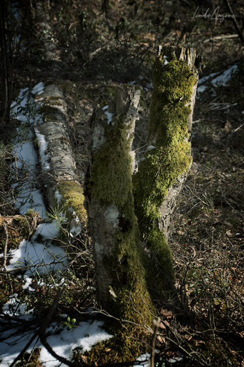 fomitopsis betulina