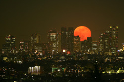 kokuritsu-keikai-kuiki-blog:Nature派 赤い月 Blood Moon Shinjuku, Tokyo, Japan