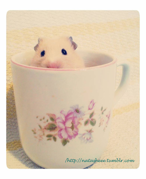 hamsters-in-cups: Natasheee Antonijevikj    A cup of cuteness