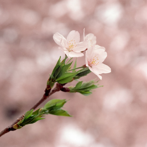 cloudedcamera-: Sakura blooming ‘11-08 by haribote on Flickr.
