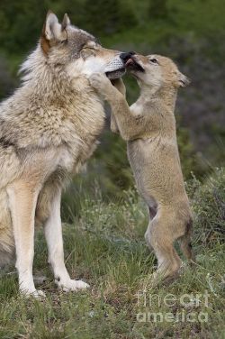 her-wolf:    Wolf Cub Begging For Food by