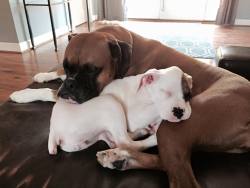awwww-cute:  I think my new Boxer is getting