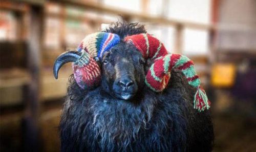 rixwilson:Icelandic sheep