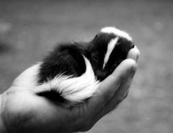 Cute li’l stinker (baby Skunk)