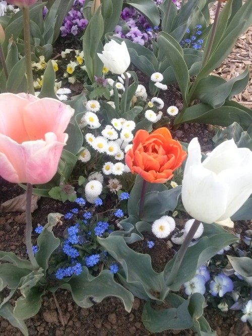 suffoquate:  Landesgartenschau Part 4- the black ones were my favourites 