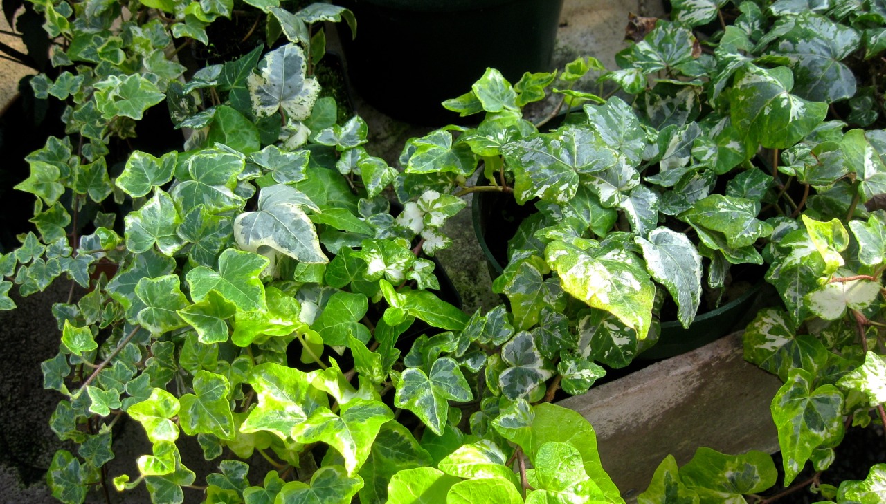 Variegated Ivy - Tumblr Gallery