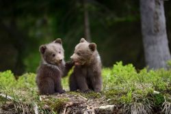 smithsonianmag:  Submit your best shots to our 15th Annual Photo Contest, open now! Photo: Bear CubsEdited photographer caption: I was taking pictures in the Carpathian Mountains when I saw some motion in the bushes. Two bear cubs that had been playing