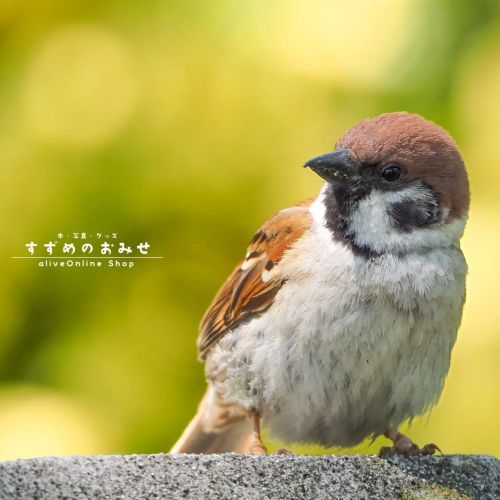 おやすみなさい✨#ちゅん活 #スズメ #sparrow #写真 #photo #photography #癒やし #healing#cutebird #instagramjapan #bird