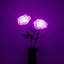 secretlifethings