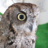 KuuOwl