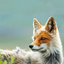 foxvvixen