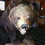 bear-cub-lover