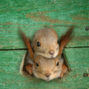 hugallthesquirrels-blog avatar