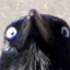 art-crow