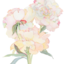softlilacskies