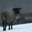 thesheepwitch