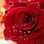 rosekissmark
