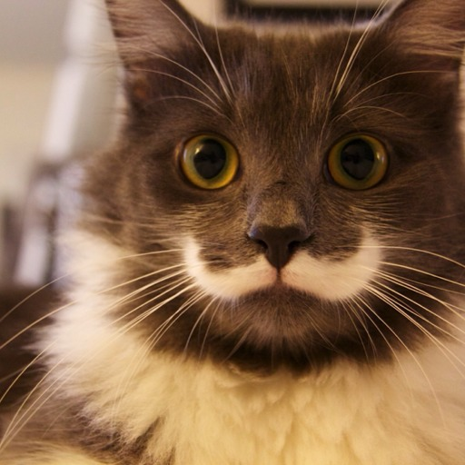 hamiltonthehipstercat:  When his eyes go all black it’s about to go down…  And yes, he has a mustache…