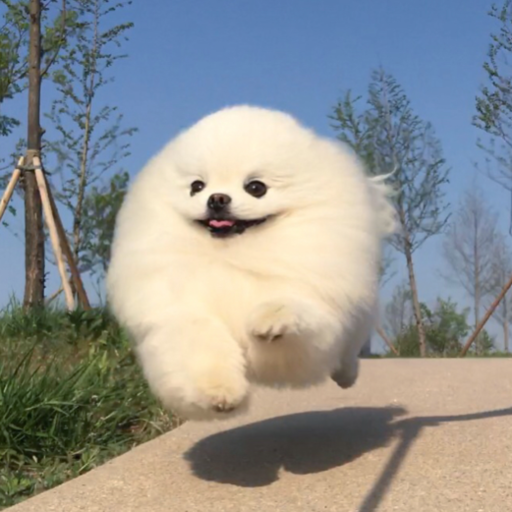 doggosource:If you’re having a bad day, watch this fufflyboy go down a slide 