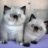 Once-a-day Exotic Shorthairs