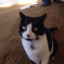 cat-ablog