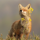 fortunes-own-fox avatar