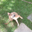 crazygoat20-blog