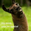 llamasatemypajamas