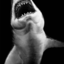 shitpostshark