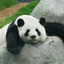 tictacpanda