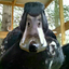 bprducks