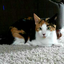 abirose2