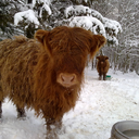 highlandcattleofsaarela:   Fluffy calf meets