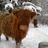 Highland Cattle Of Saarela