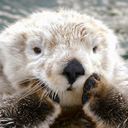 otter-cute avatar