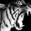 loneharbinger-blog