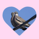 bogpigeon avatar