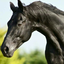 horsin4years