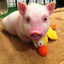 baby---animals-blog