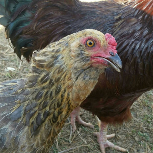 XXX chickenkeeping: graynge: Broody scream. angry photo