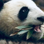 bigmouthpanda