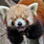 shooshpanda