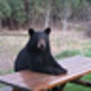 harleyman6996:  gr8-technique:  bisensuality:  thissawz:  I’ve posted this before…but