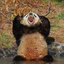 theycallmebigpanda