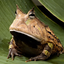 frog-on-leaf