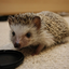 bearded-hamster