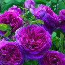 knotted-roses avatar