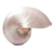 Pearl-Nautilus