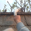 pinkopossums