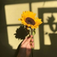 yellow-zizi-blog